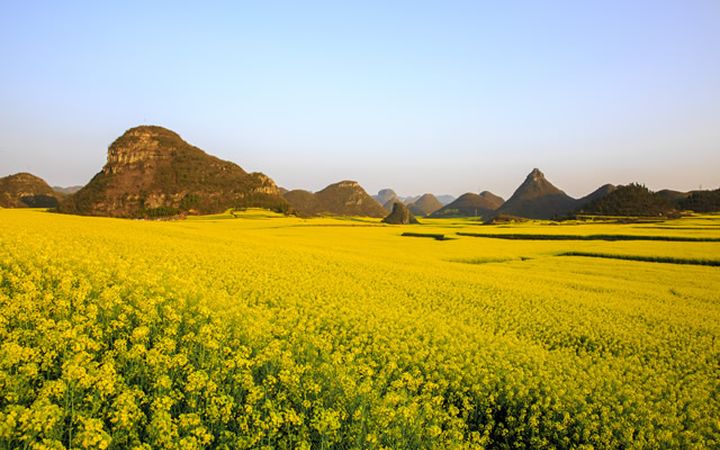 Top 10 Places to View Rapeseed Flowers in China-luoping