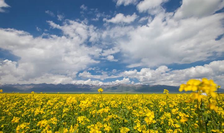 Top 10 Places to View Rapeseed Flowers in China-menyuan