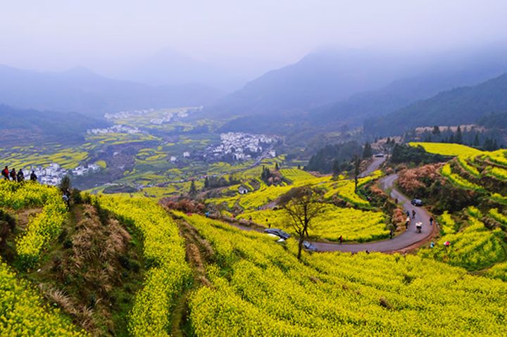 Top 10 Places to View Rapeseed Flowers in China-wuyuan