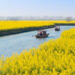 Top 10 Places To Enjoy Cherry Blossoms In China Top 10 Places to View Rapeseed Flowers in China-xinghua