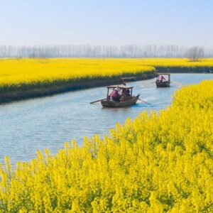 Top 10 Places to View Rapeseed Flowers in China-xinghua