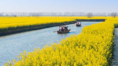 Top 10 Places to View Rapeseed Flowers in China-xinghua
