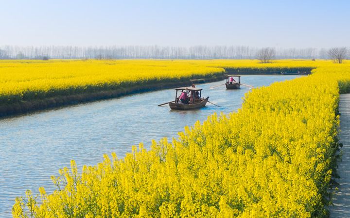 Top 10 Places to View Rapeseed Flowers in China-xinghua