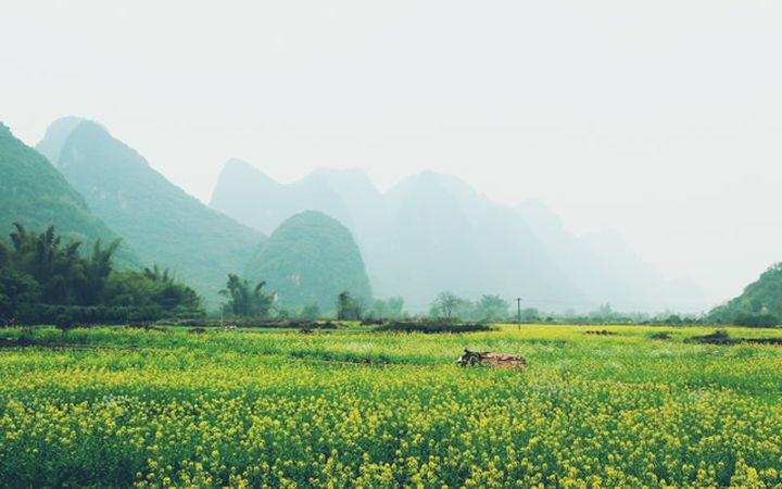 Top 10 Places to View Rapeseed Flowers in China-yangshuo